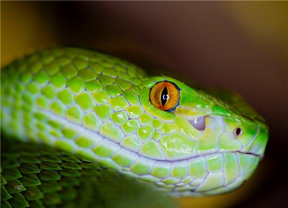 U zagrebački ZOO iz Beograda stigle neke od najotrovnijih zmija na svijetu                                                                                                                                                                      