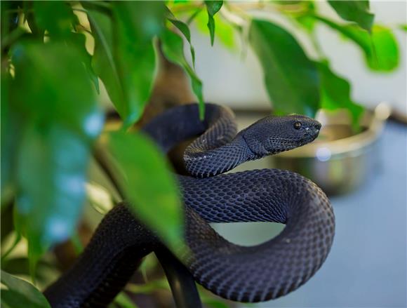 U zagrebački ZOO iz Beograda stigle neke od najotrovnijih zmija na svijetu                                                                                                                                                                      