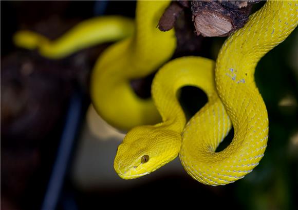 U zagrebački ZOO iz Beograda stigle neke od najotrovnijih zmija na svijetu                                                                                                                                                                      