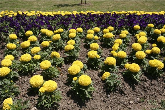 Otvoren 'Floraart' na Bundeku - besplatno razgledavanje izložbe do 2. lipnja                                                                                                                                                                    