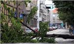 Olujni vjetar u Zagrebu srušio stablo u Klaićevoj ulici                                                                                                                                                                                         