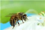 AUSTRALIA HONEY BEES SWARM SENSING