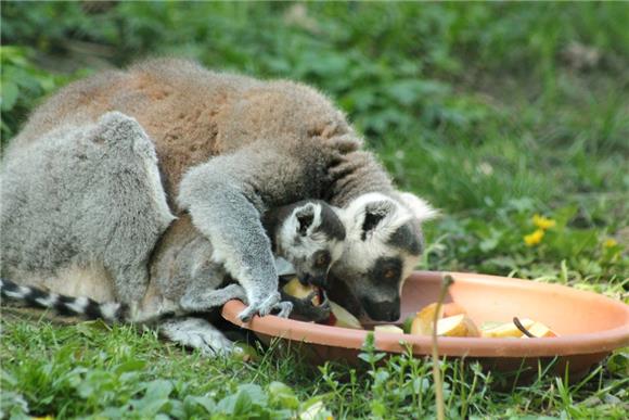 Bebe lemura i kapibara u zagrebačkom ZOO-u