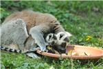 Bebe lemura i kapibara u zagrebačkom ZOO-u