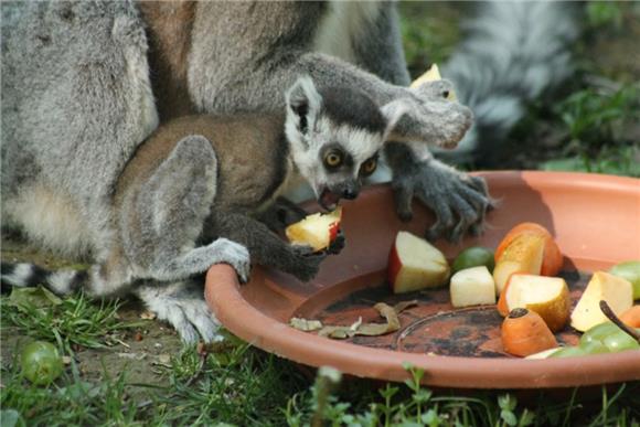 Bebe lemura i kapibara u zagrebačkom ZOO-u