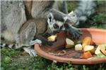 Bebe lemura i kapibara u zagrebačkom ZOO-u