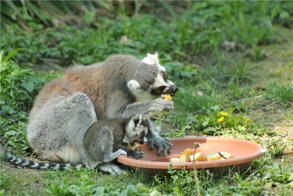 Bebe lemura i kapibara u zagrebačkom ZOO-u