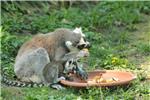 Bebe lemura i kapibara u zagrebačkom ZOO-u