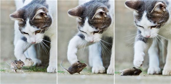 GERMANY ANIMALS