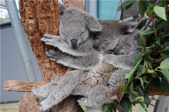 AUSTRALIA ANIMALS