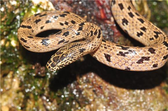 AUSTRALIA CAMBODIA NEW SNAKE SPECIES