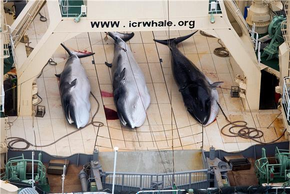 FILE ANTARCTICA JAPAN WHALING