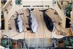 FILE ANTARCTICA JAPAN WHALING