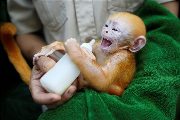 INDONESIA BALI JAVAN LANGUR