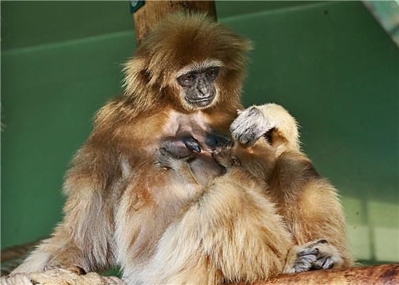 Prvi mladunac gibona u povijesti zagrebačkog ZOO-a