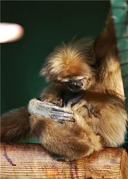 Prvi mladunac gibona u povijesti zagrebačkog ZOO-a