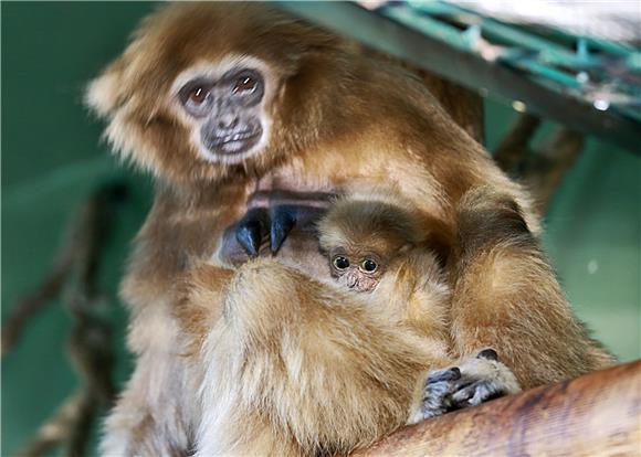 Prvi mladunac gibona u povijesti zagrebačkog ZOO-a