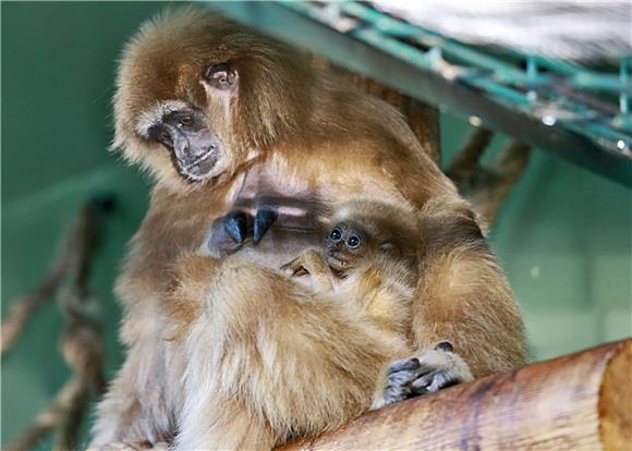 Prvi mladunac gibona u povijesti zagrebačkog ZOO-a