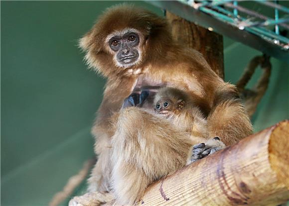 Prvi mladunac gibona u povijesti zagrebačkog ZOO-a