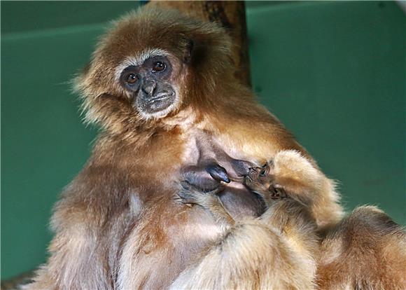 Prvi mladunac gibona u povijesti zagrebačkog ZOO-a