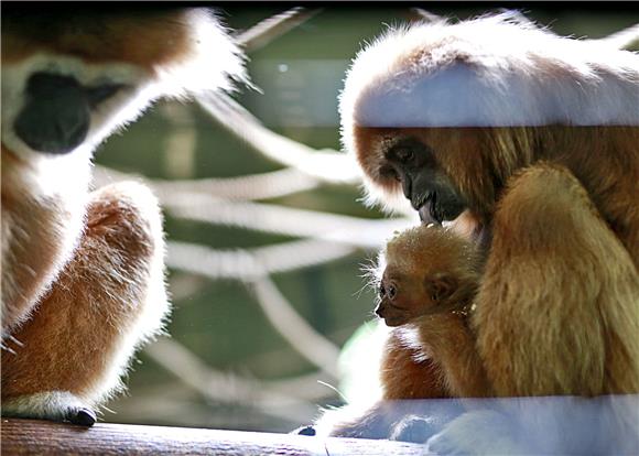 Prvi mladunac gibona u povijesti zagrebačkog ZOO-a