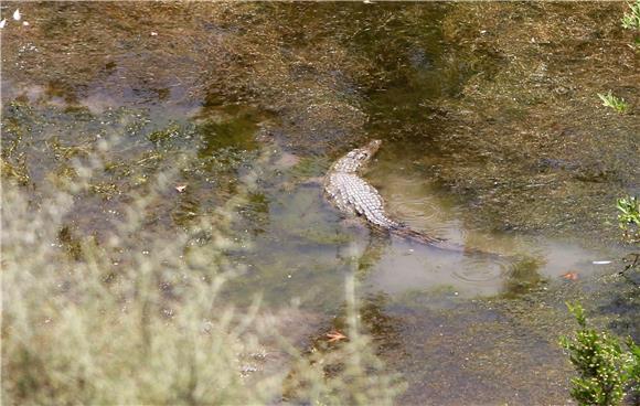 GREECE ANIMALS CROCODILE CAPTURE