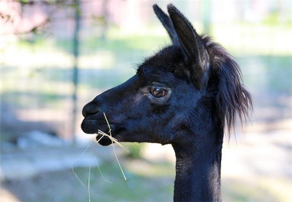 U zagrebački Zoološki vrt stigla tri valabija i par alpaka