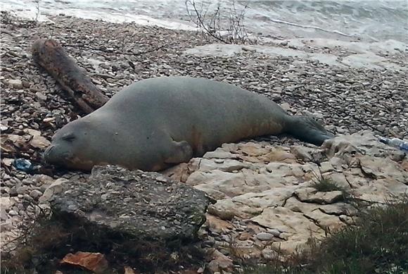 Makedonac na plaži izudarao sredozemnu medvjedicu