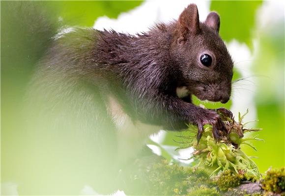 GERMANY ANIMALS WEATHER