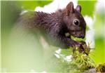 GERMANY ANIMALS WEATHER