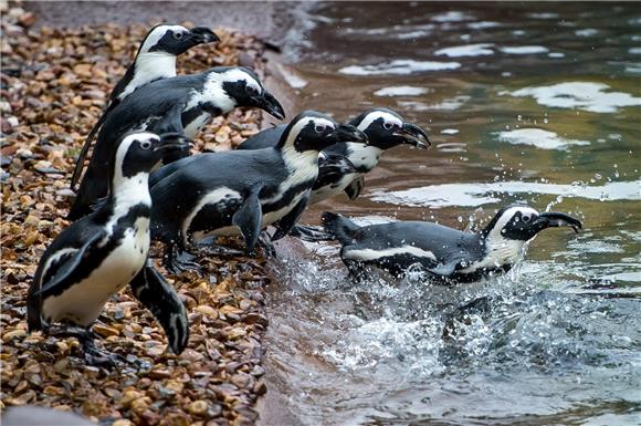 POLAND ANIMALS ZOO