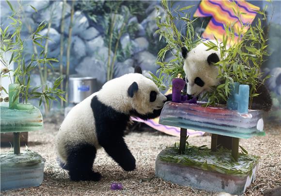 USA PANDA BIRTHDAY