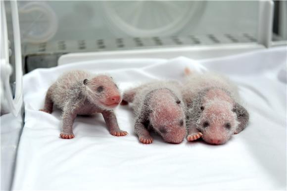 CHINA PANDA TRIPLETS