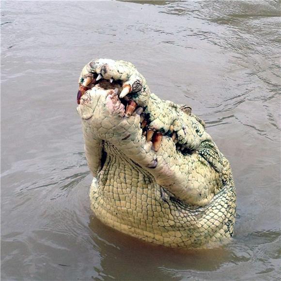 AUSTRALIA CROCODILE KILLED