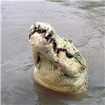 AUSTRALIA CROCODILE KILLED