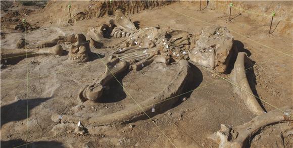 USA ARCHEOLOGY MAMMOTH SKELETON 