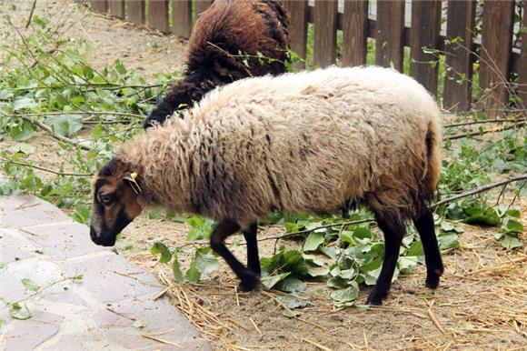 Znanstvenici u borbi protiv podrigivanja ovaca