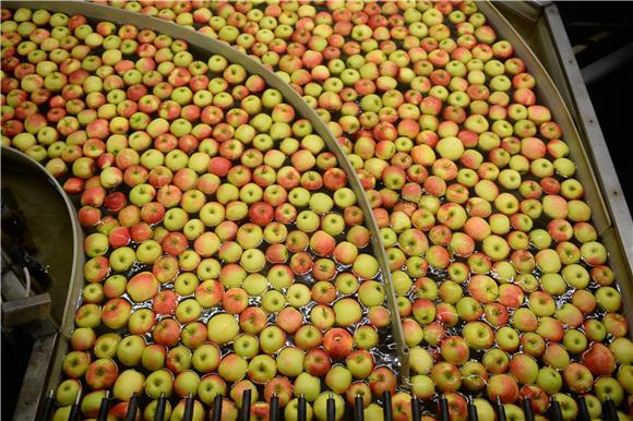 GERMANY ECONOMY APPLE HARVEST