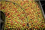 GERMANY ECONOMY APPLE HARVEST