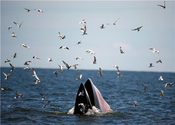 THAILAND WHALES