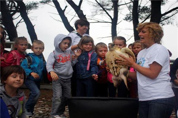 Na Brijunima oporavljena kornjača Veneranda otpraćena u more