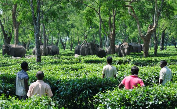 INDIA WILD ELEPHANTS