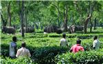 INDIA WILD ELEPHANTS