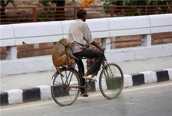 INDIA MONKEYS