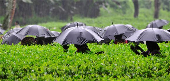 INDIA TEA HARVEST