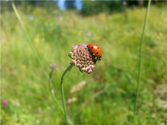 WWF: netaknuta priroda je najbolja obrana od poplava