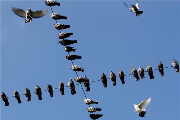 SWITZERLAND FEATURE BIRDS