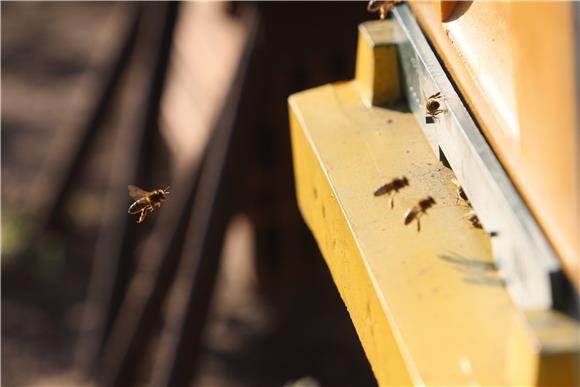 POLAND HONEY BEES