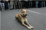 FILE GREECE STRAY DOG LOUKANIKOS 