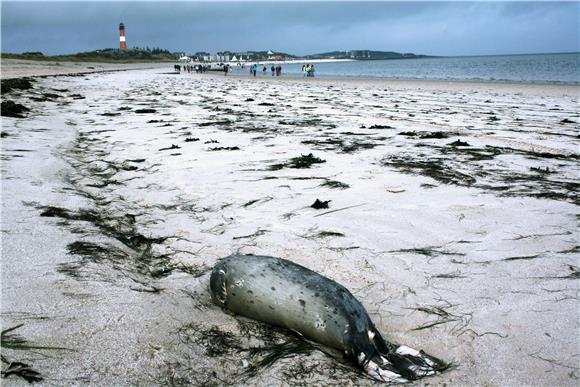 GERMANY ANIMALS DEAD SEALS